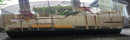Parakeets birds for sale: Alexandrine parrot - Advert 4