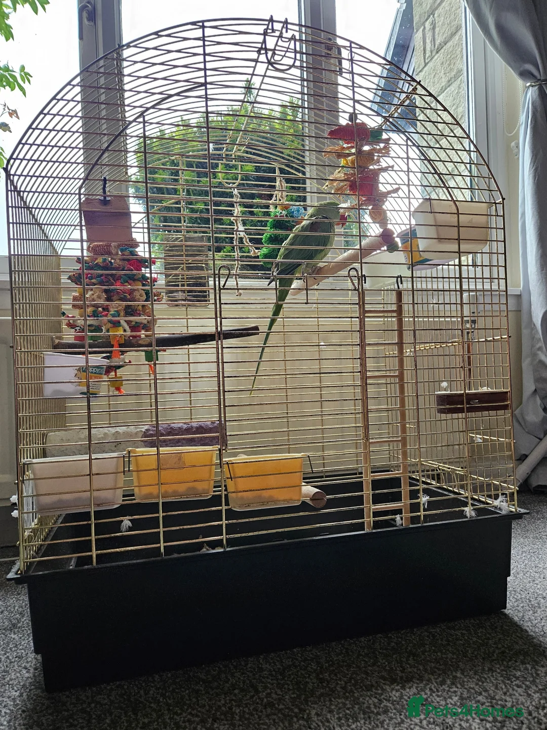 Parakeets birds for sale: Alexandrine parrot - Advert 4