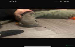 Whippet dogs for sale: Stunning whippet puppies - Advert 5