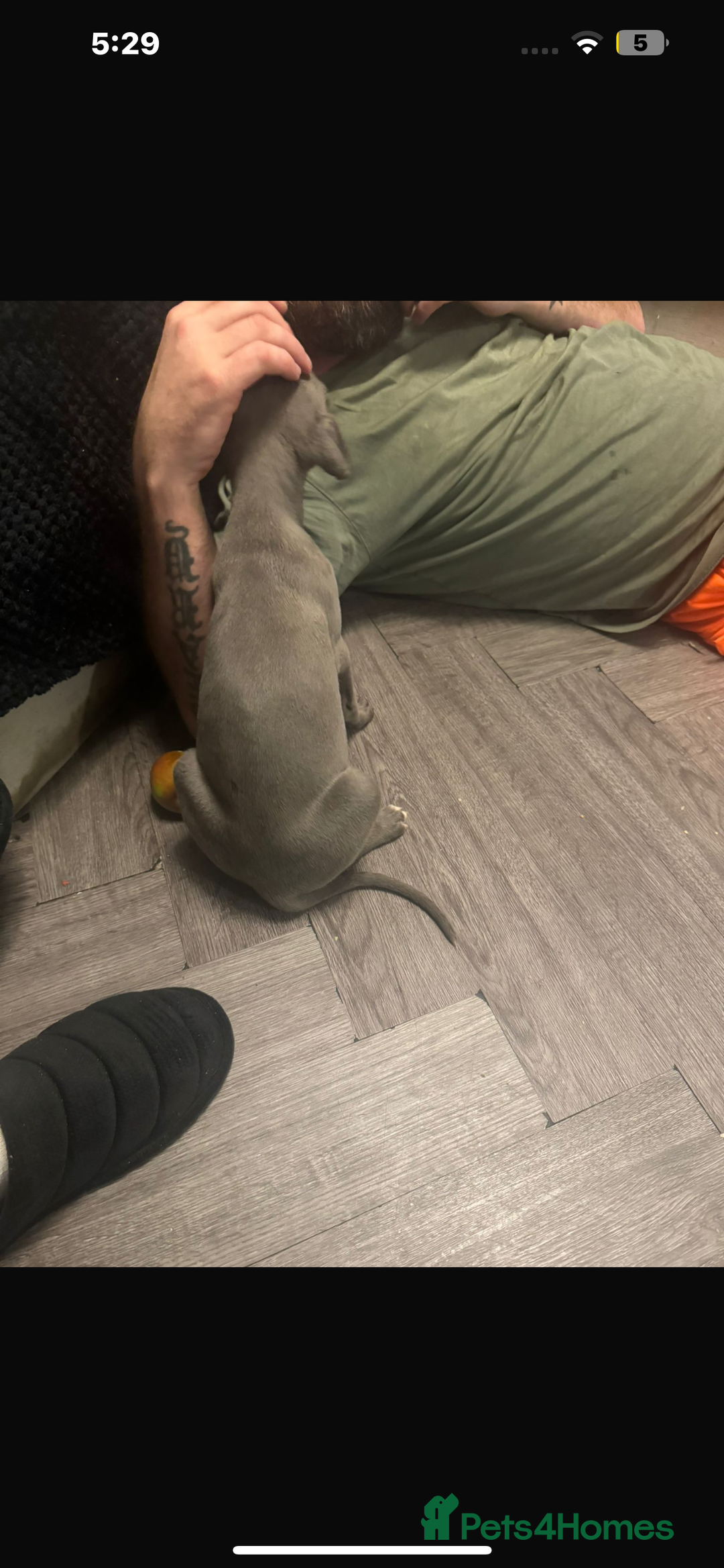 Whippet dogs for sale: Stunning whippet puppies - Advert 5