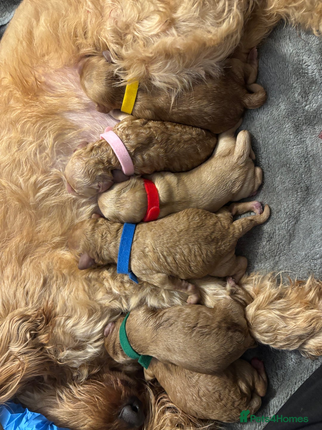 Cockapoo dogs for sale: F1B cockapoo puppies  - Advert 3