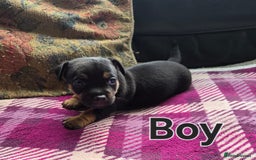 Jack Russell dogs for sale: Stunning Jack Russell Pups - Image 4