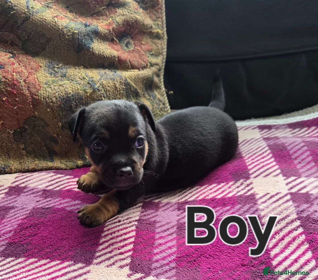 Jack Russell dogs for sale: Stunning Jack Russell Pups - Image 4