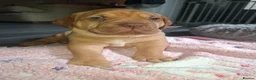 Mixed Breed dogs for sale: Muscle mastiff puppies  - Advert 22