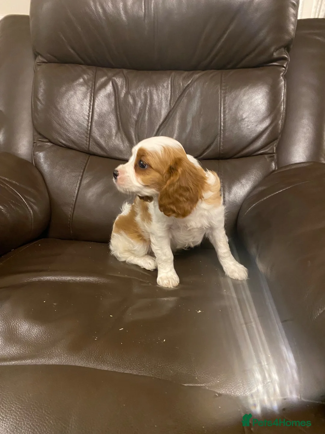 Cavapoo dogs for sale: Cavapoo puppies - Advert 2