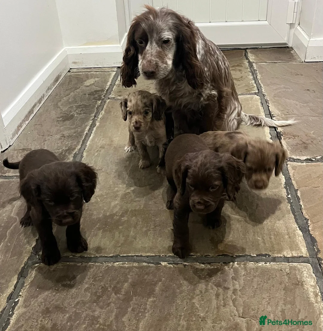 Cocker Spaniel dogs for sale: Cocker spaniels - Advert 5