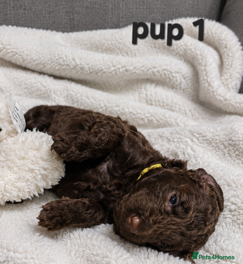 Cockapoo dogs for sale: Rare cockapoo pups with mix blue eyes colour  in Wolverhampton - Advert 3