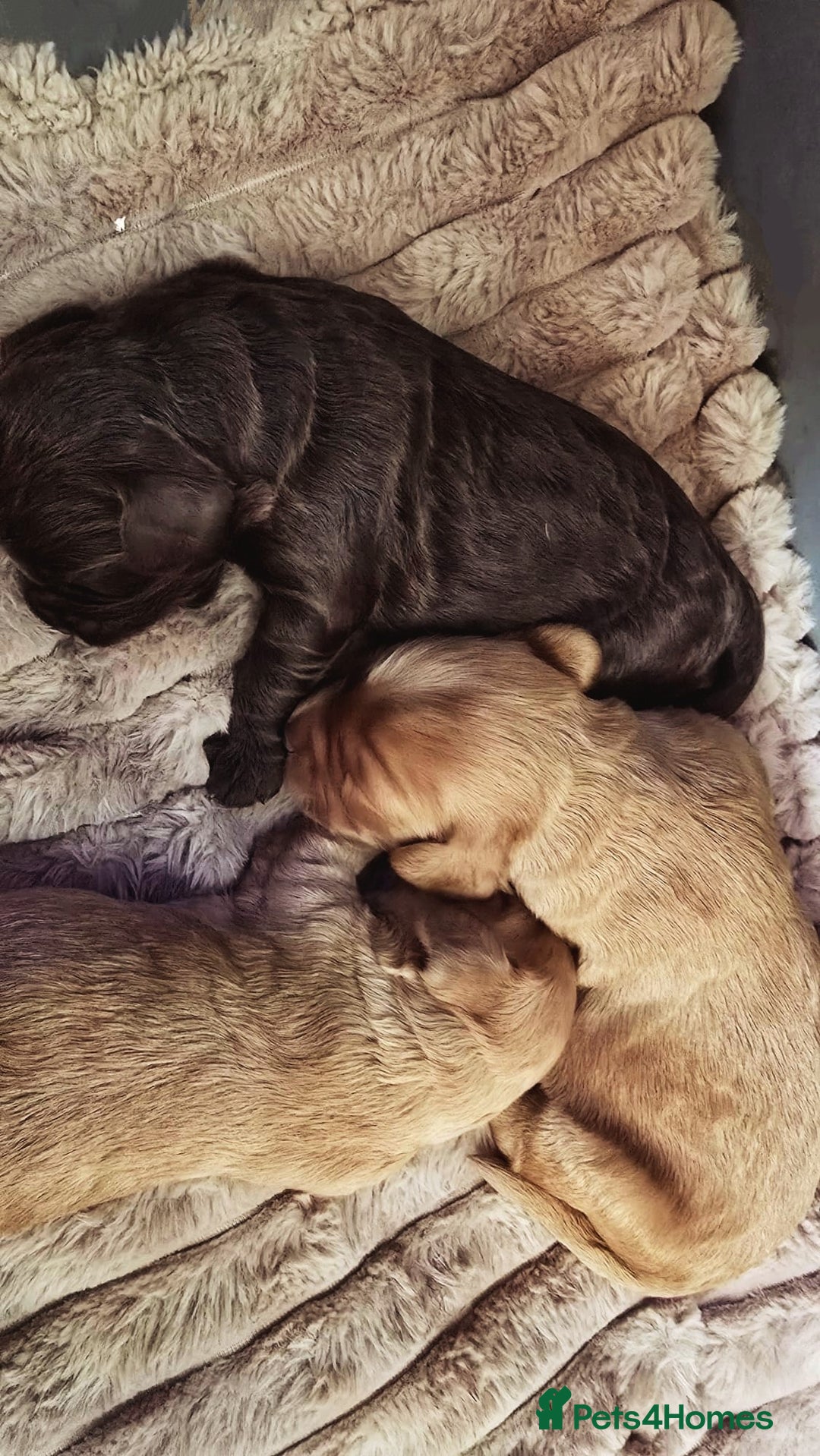 Cockapoo dogs for sale: Champion Line 🏆 F1 Miniature Cockapoo Puppies  - Image 2