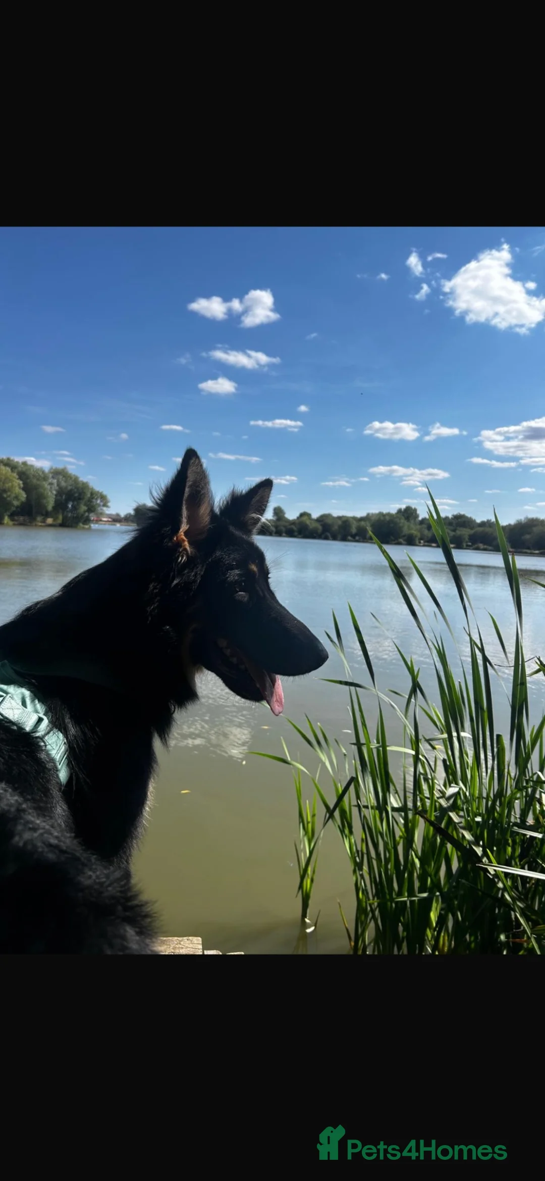 German Shepherd dogs for sale: Stunning long haired German shepherd  - Advert 2