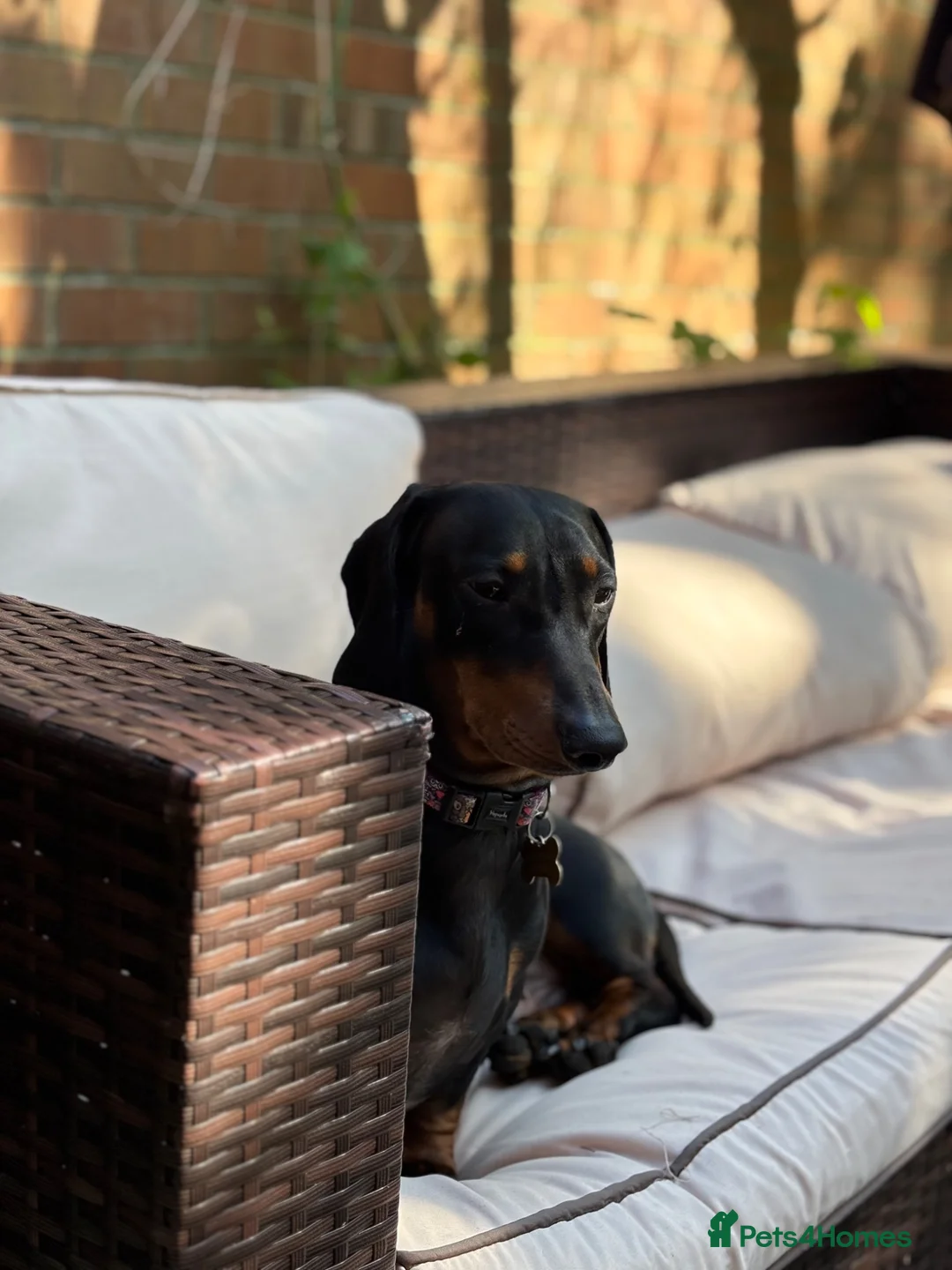 Dachshund dogs for stud: Standard Black and Tan - Advert 5