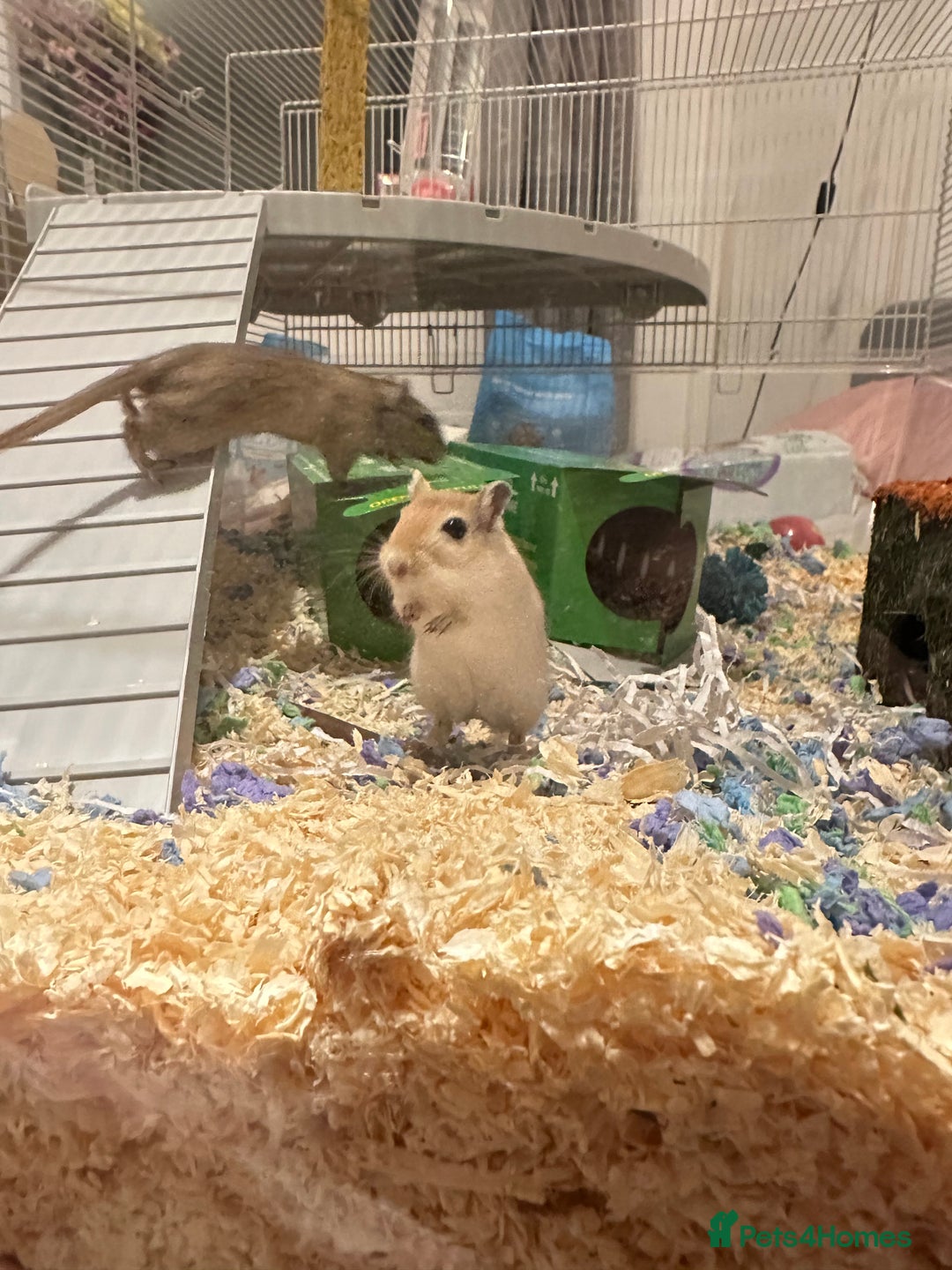 Gerbil rodents for sale: Please read description  - Advert 3