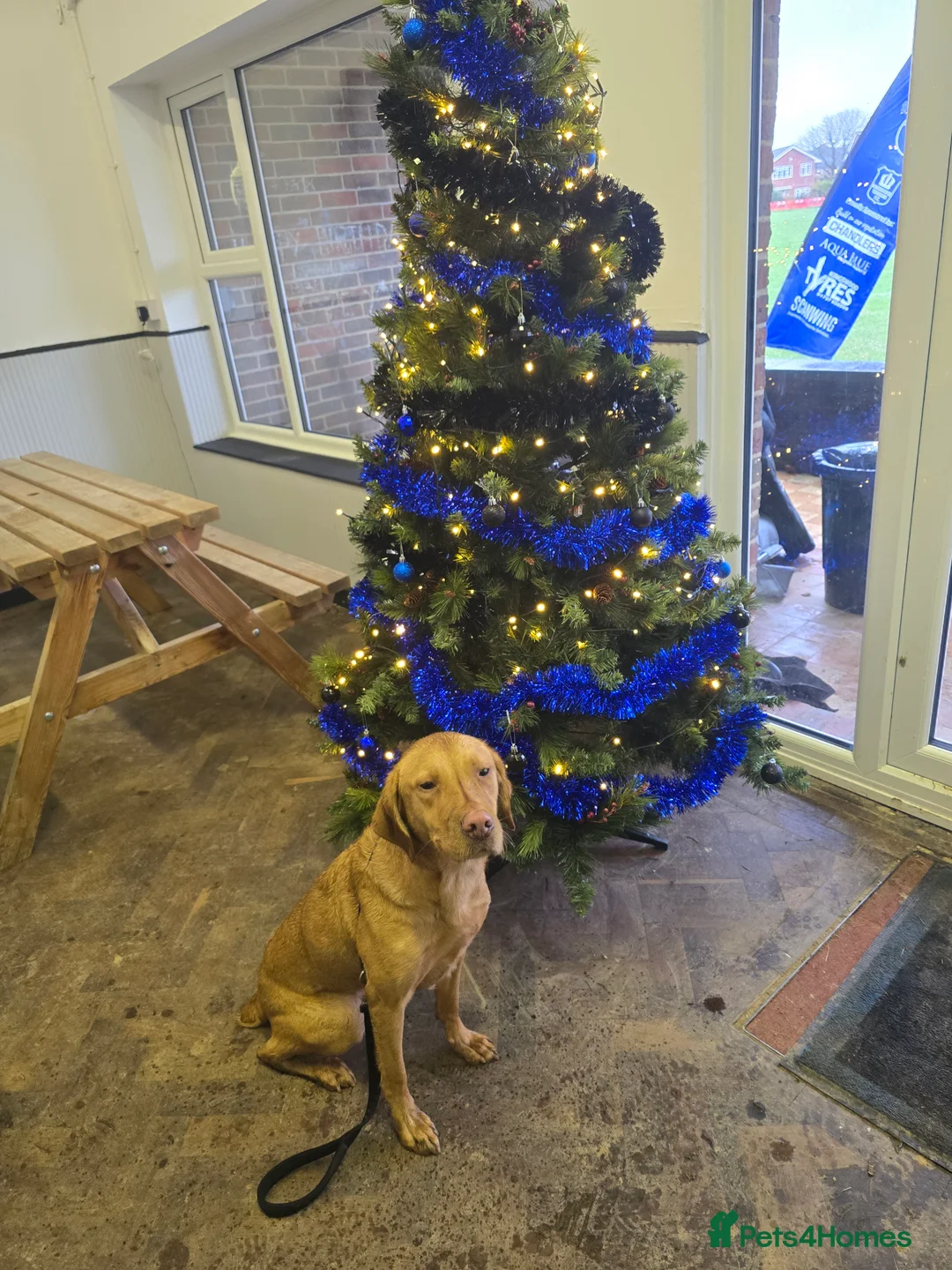 Labrador Retriever dogs for sale: Female fox red labrador for sale - Advert 3