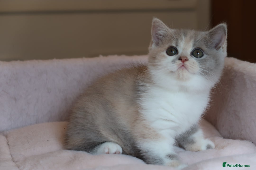 British Shorthair cats for sale: BSH/BLH Females TICA Reg  - Image 14