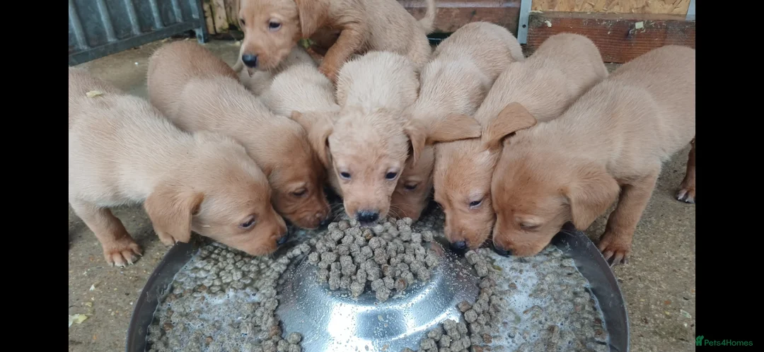 Labrador Retriever dogs for sale: Red Labrador Puppies - Advert 5