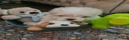 Maltese dogs for sale: EXQUISITE 5STAR TOY MINIATURE KOREAN MALTESE PUPPY - Advert 6