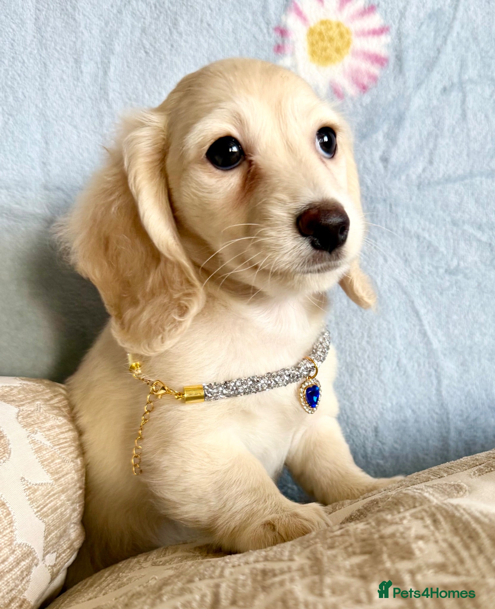 Miniature Dachshund dogs Ready now cream miniature dachshunds - Advert 2