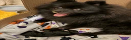 Mixed Breed dogs for sale: Pomapoo puppy  - Advert 1