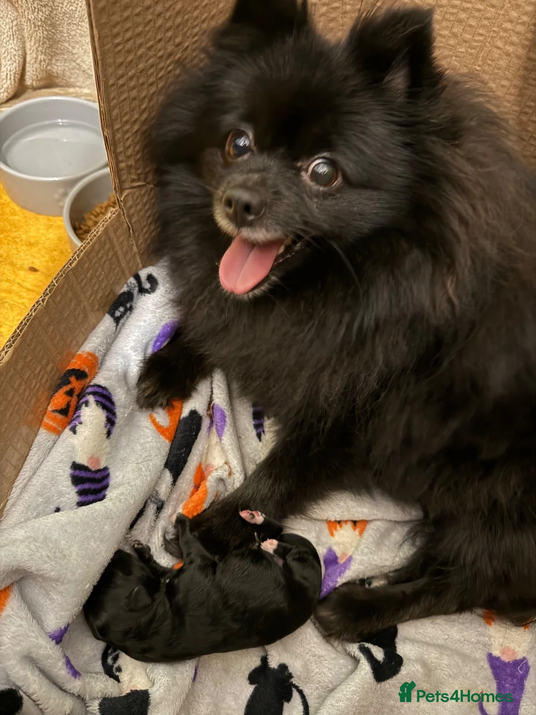 Mixed Breed dogs for sale: Pomapoo puppy  - Advert 1