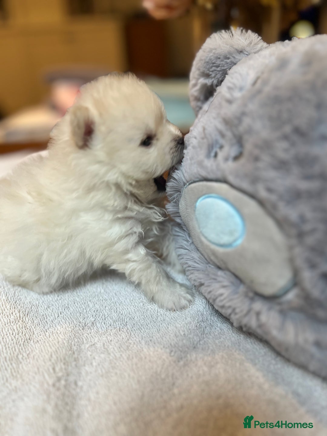 Pomeranian dogs for sale: Pomeranian puppies to die for - Advert 2