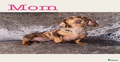 Miniature Dachshund dogs - Advert 7