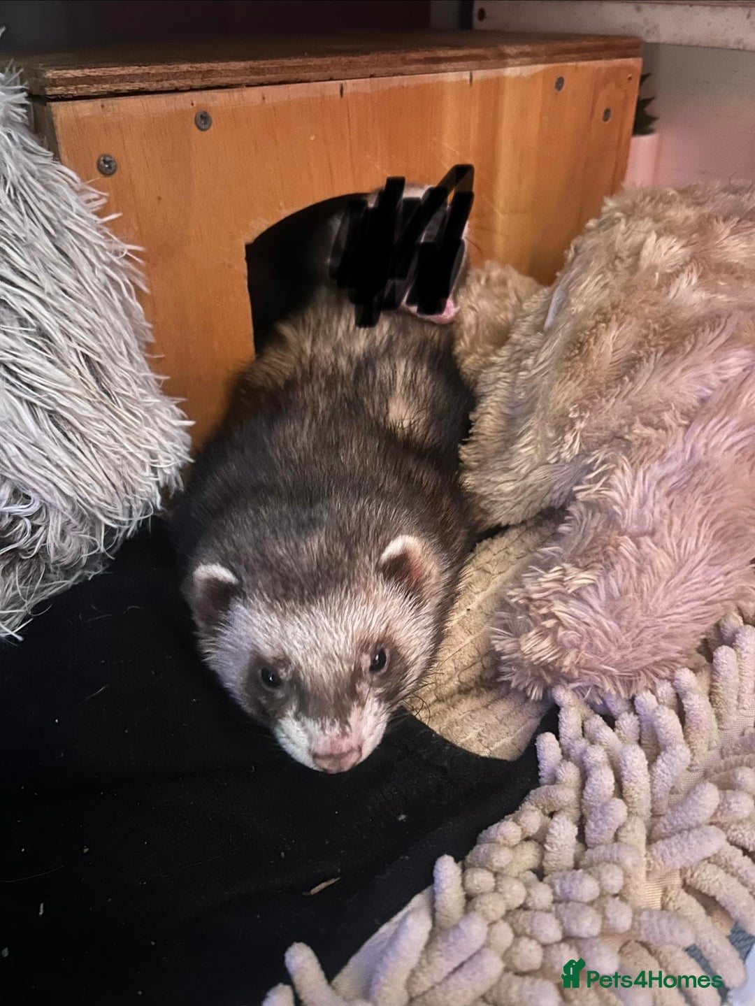 Ferret rodents for sale: 7-8 month old male ferret  - Advert 2