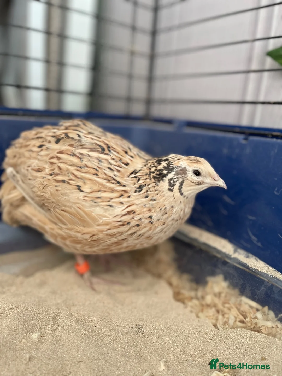 Quail poultry for sale: Two female quail  - Advert 2