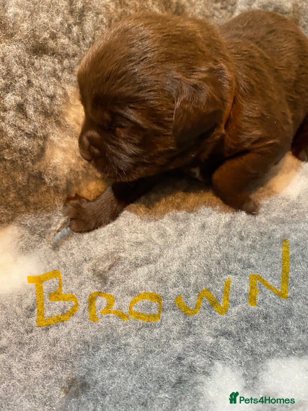 Labrador Retriever dogs for sale: Chocolate Labrador puppies - Advert 18