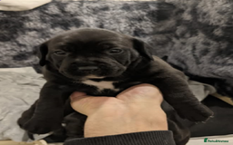Mixed Breed dogs for sale: Stunning litter of puppies - Image 5