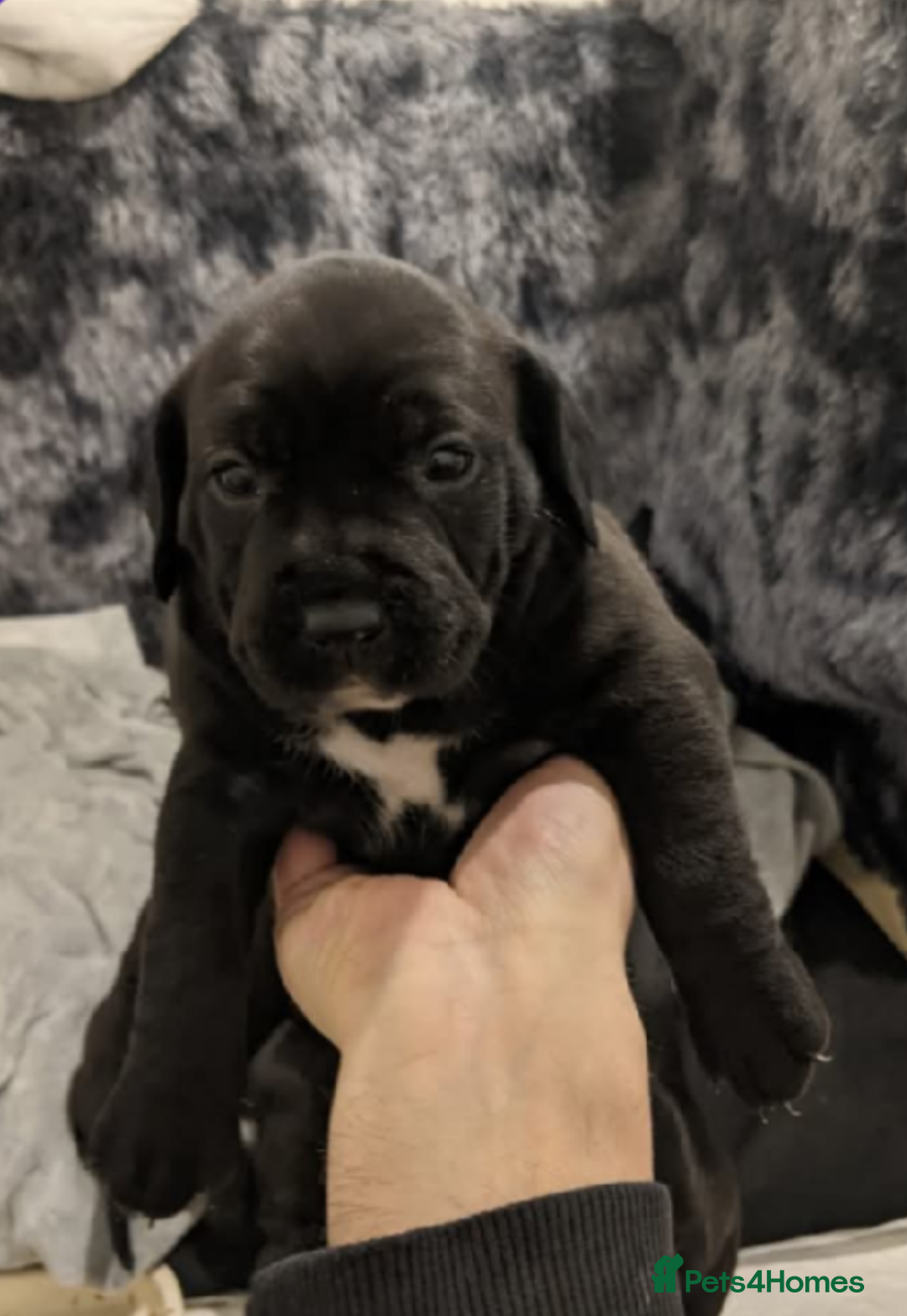 Mixed Breed dogs for sale: Stunning litter of puppies - Image 5