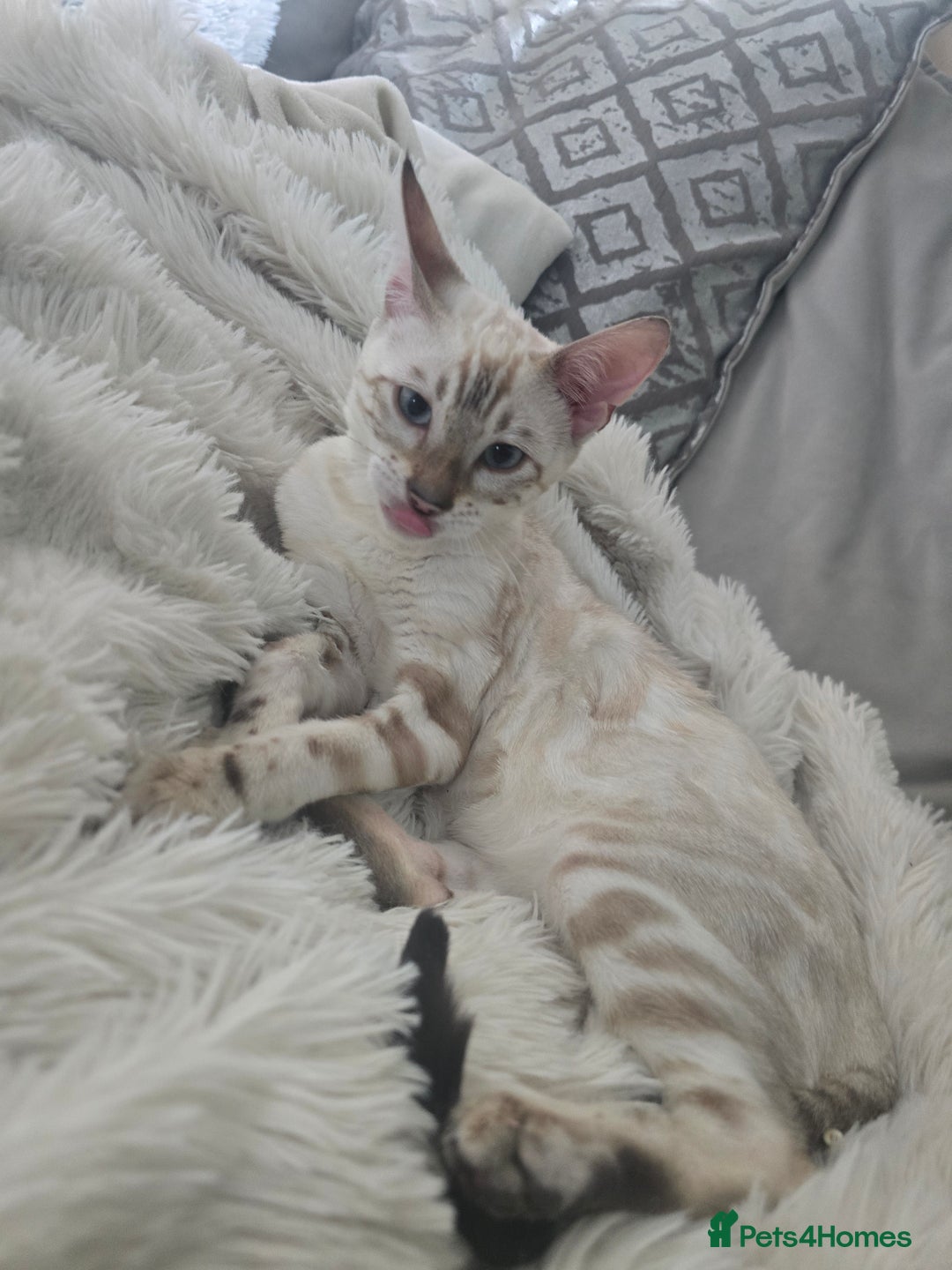 Bengal cats for sale: 6th Gen Pedigree clouded glitter snow Bengal girl - Advert 4