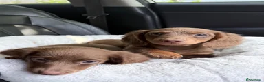 Miniature Dachshund Puppy 2 