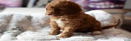 Cockapoo dogs for sale: 4 beautiful female cockapoos for sale - Advert 18