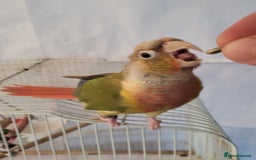 Conures birds for sale: Pineapple conure Male - Image 2