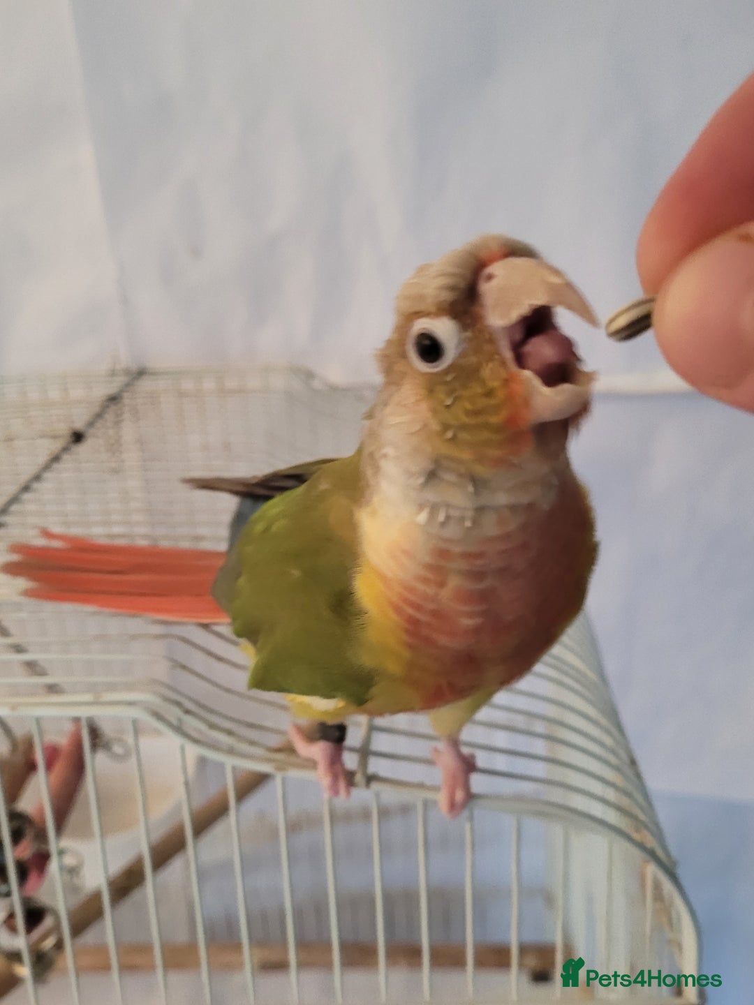 Conures birds for sale: Pineapple conure Male - Image 2