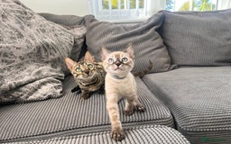 Bengal cats for sale: Stunning full pedigree bengal kittens  - Image 40