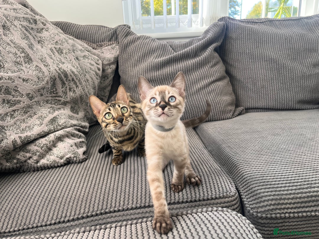 Bengal cats for sale: Stunning full pedigree bengal kittens  - Image 40