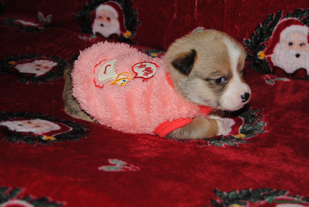 Welsh Corgi Pembroke dogs for sale: Welsh Pembroke Corgi Puppies - Girls Available - Advert 4