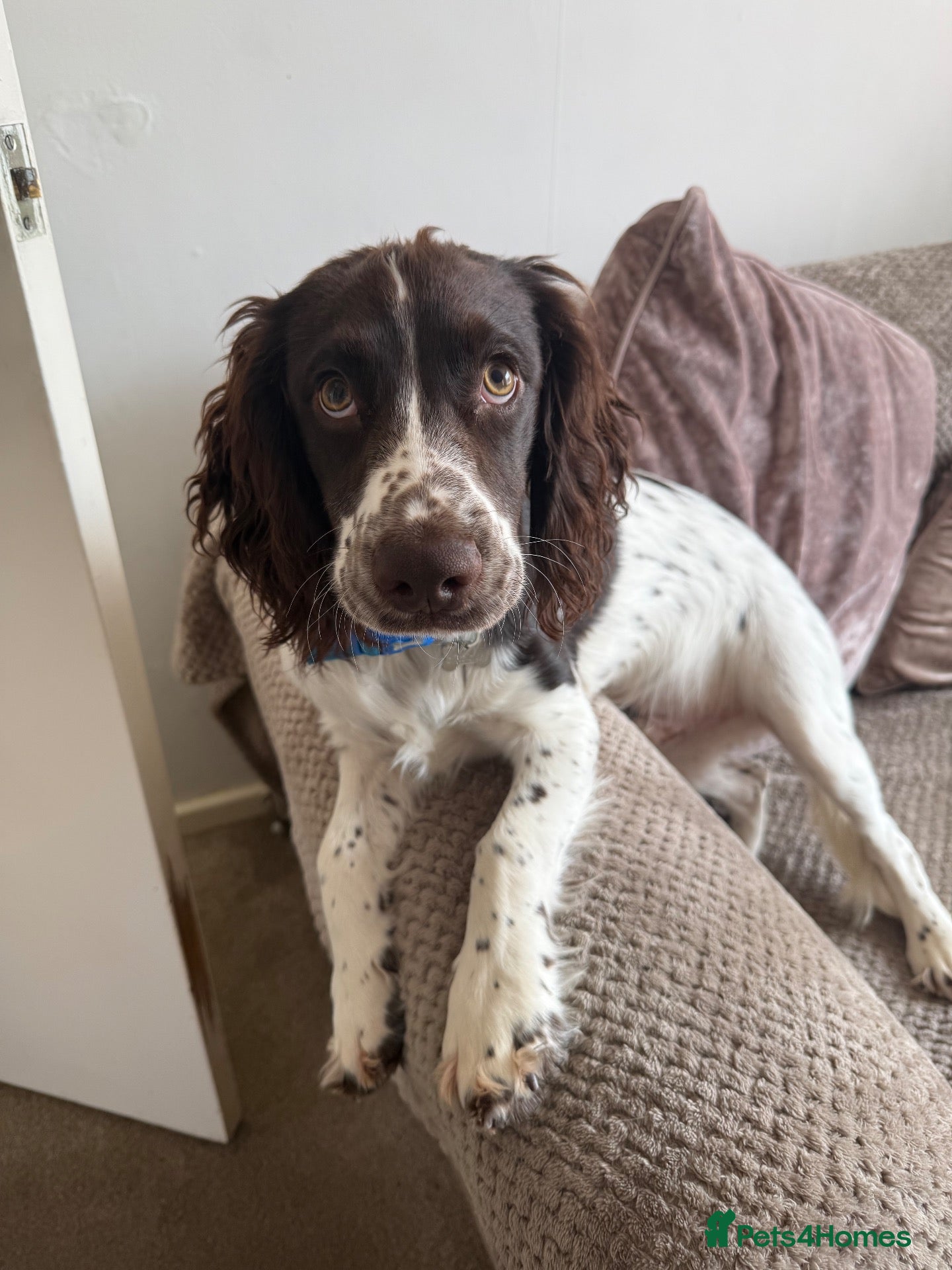 Cocker Spaniel dogs Louie - Advert 4