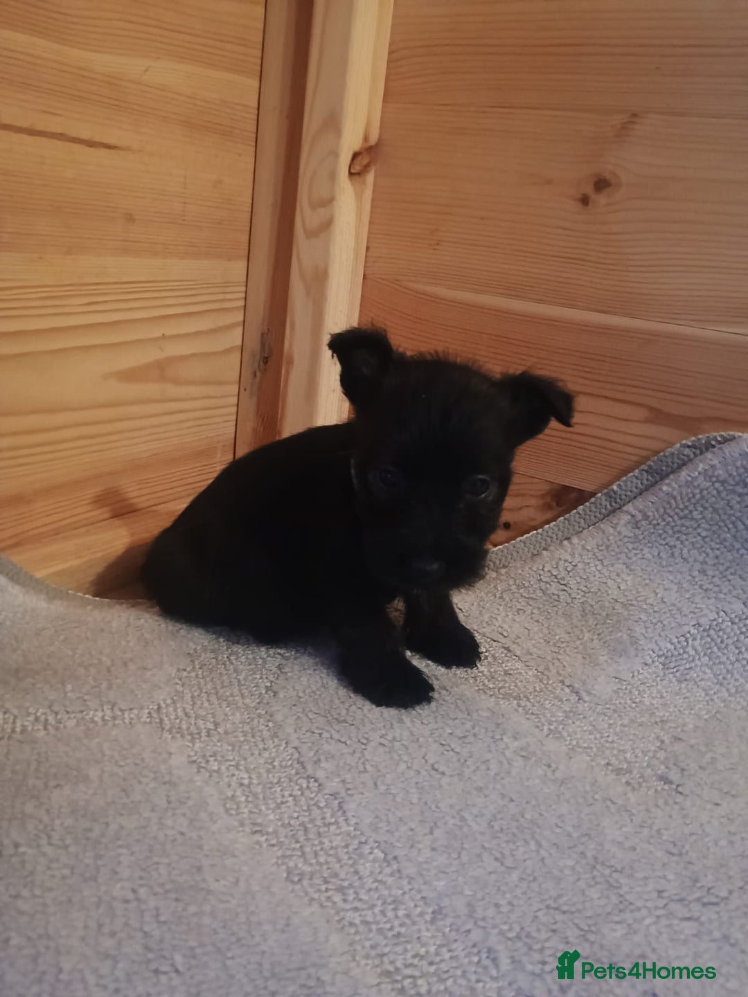 Mixed Breed dogs for sale: Scottish terrier x miniature schnauzer  - Advert 9