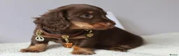 Miniature Dachshund dogs for sale: 5*Licensed Holistic +Kc reg+Pra Clear+Vet Checked - Advert 4