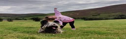 Skye Terrier dogs for sale: Skye Terrier - Advert 9