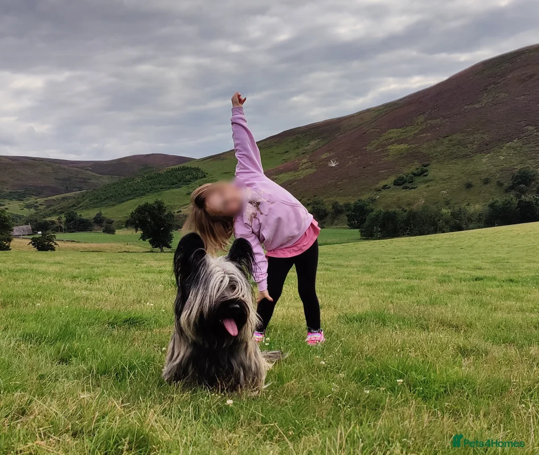 Skye Terrier dogs for sale: Skye Terrier - Advert 9