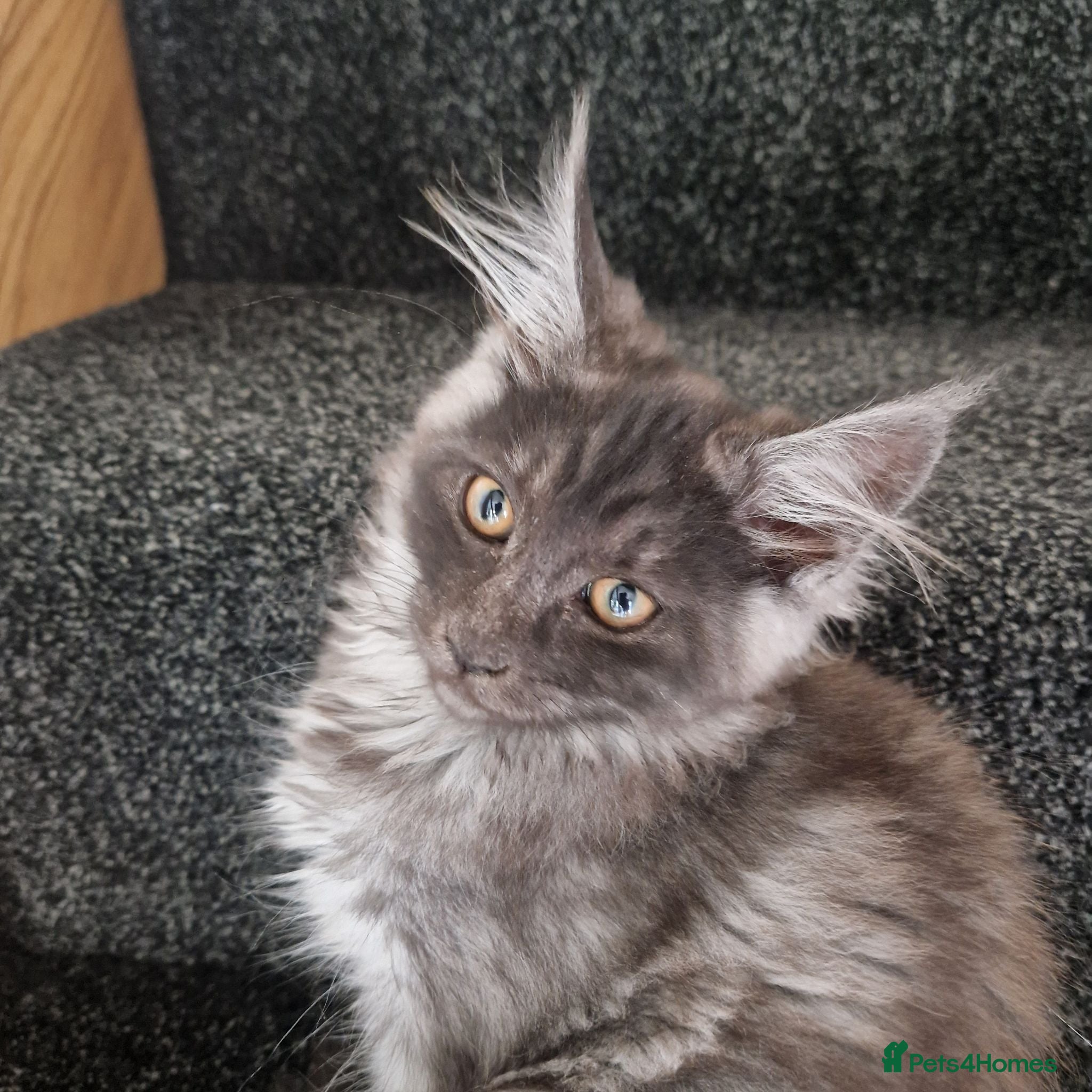 Maine Coon cats Pedigree - smoke russian line mainecoons - Advert 2