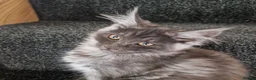 Maine Coon cats for sale: Pedigree - smoke russian line mainecoons - Advert 1