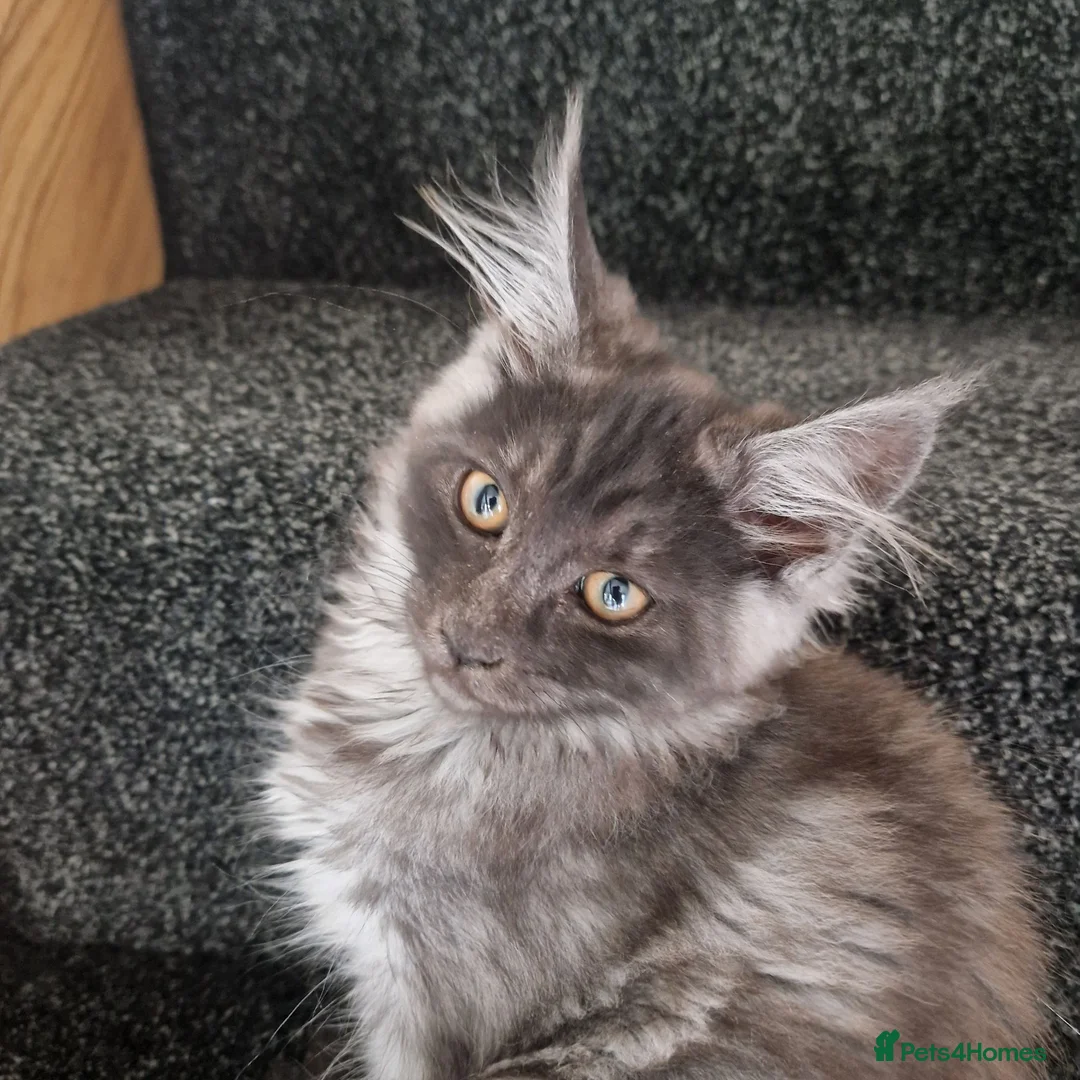 Maine Coon cats for sale: Pedigree - smoke russian line mainecoons - Advert 1