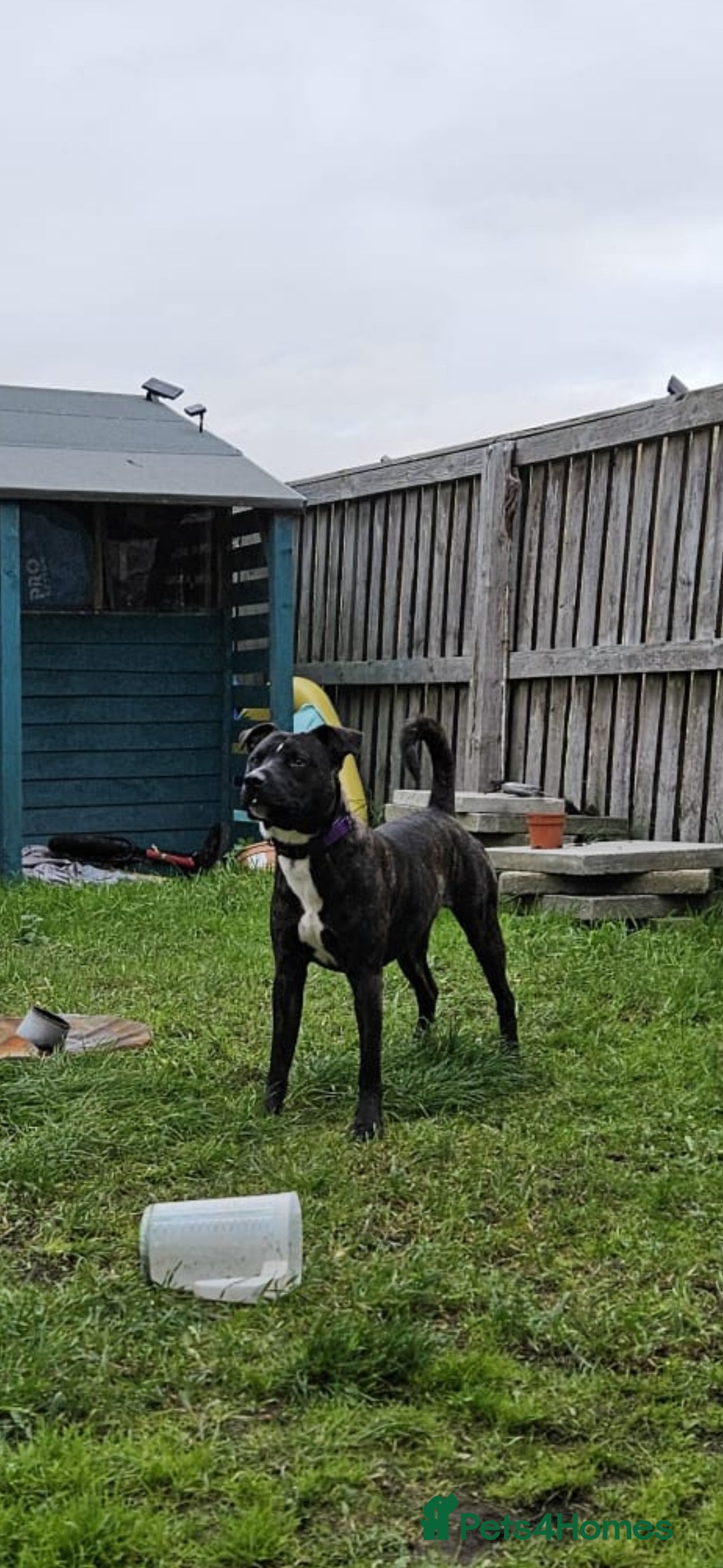 Staffordshire Bull Terrier dogs for sale: 1 year old male Staff - Advert 1