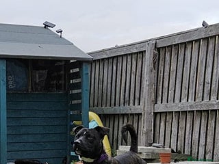 Staffordshire Bull Terrier dogs 1 year old male Staff - Advert 3