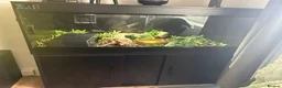 Python Snake reptiles for sale: Royal python  - Advert 4