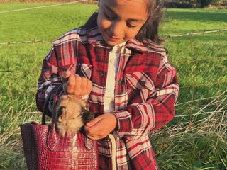 Pomeranian dogs - Advert 1