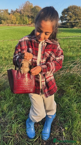 Pomeranian dogs - Advert 1